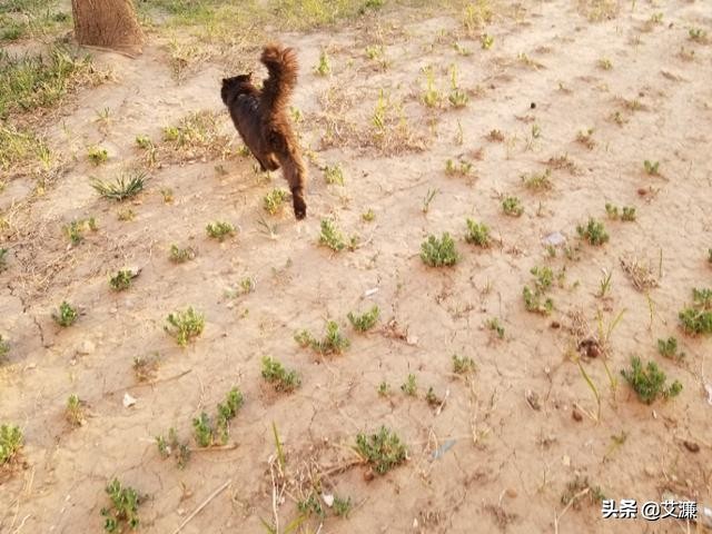 光影中的生灵仙鹤,光影生灵幻化图