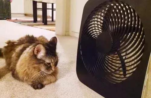 福懋动物医院厦门,福懋宠物医疗中心解放桥分院