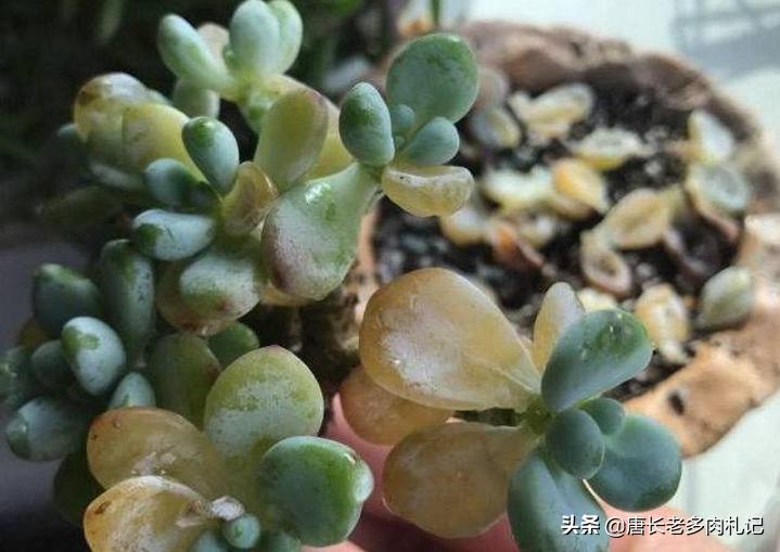 多肉劳尔发霉,劳尔多肉叶片