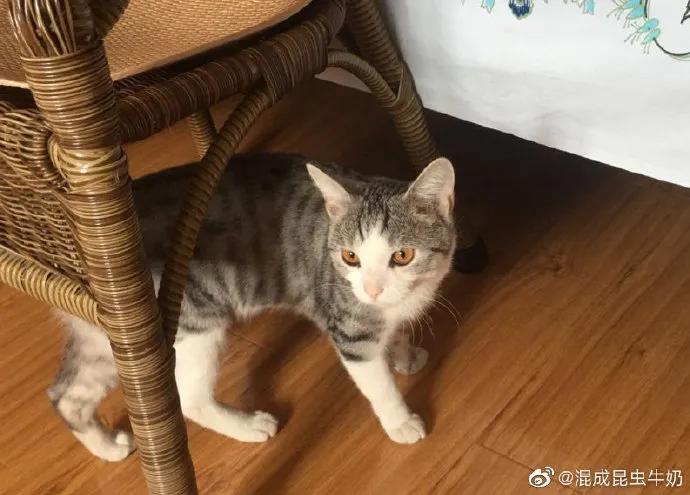 猫咪患上怪病久治不愈生命垂危,医生:打一顿就好了!