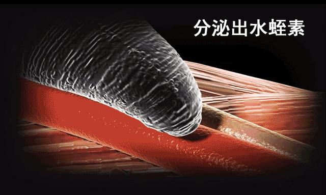 水蛭在人体吸血有毒吗,水蛭被吃进肚子里会存活吗