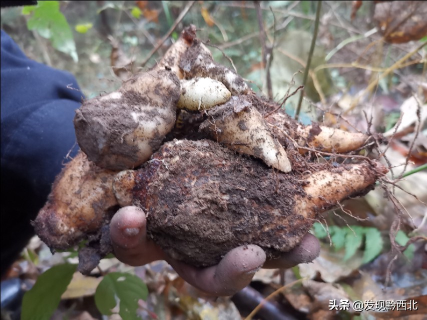 发现黔西北|毕节农村一种叫毛蕉的植物,做成食物很多人没有见过