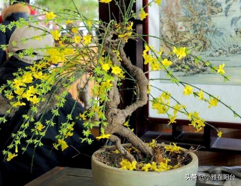 迎春花花期过后怎么养,迎春花用什么花盆栽长的快