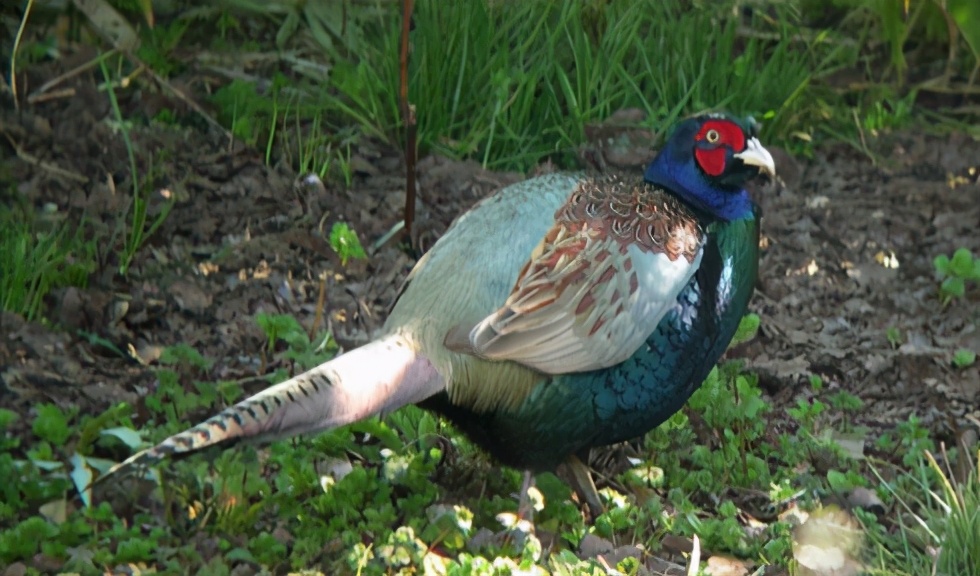 日本的国鸟是什么鸟,朱鹮鸟是哪个国家的品种