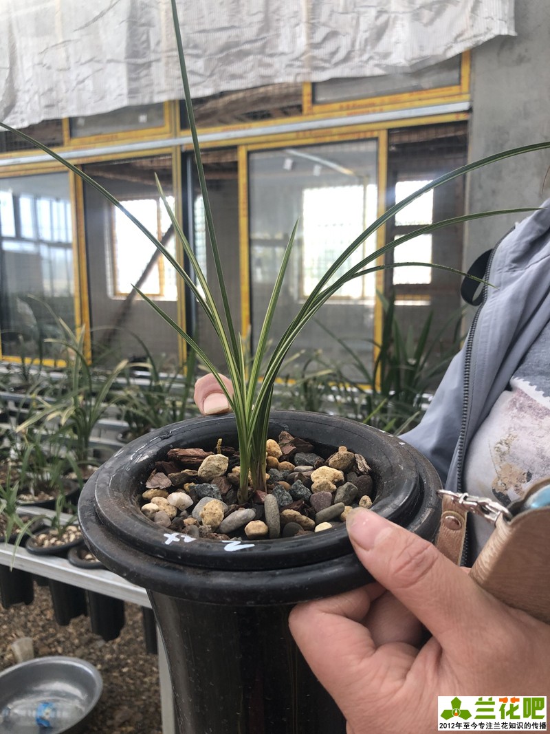 兰花直播间买兰花操作步骤,云南兰花直播拍卖