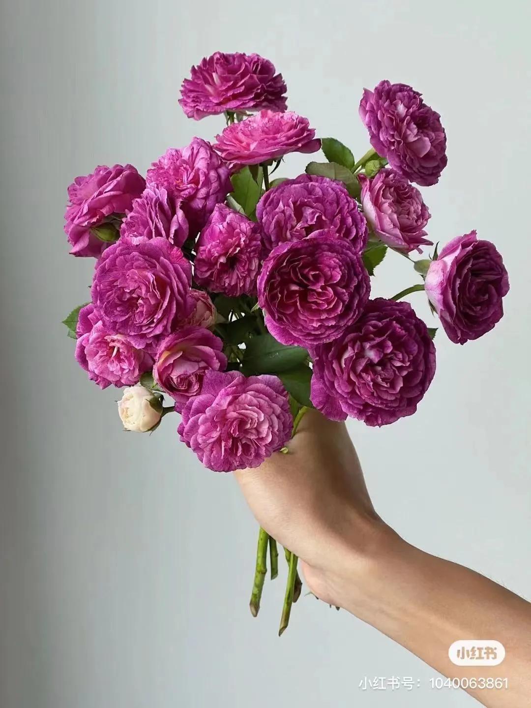 获得worldrose的12款月季品种,露台月季品种推荐