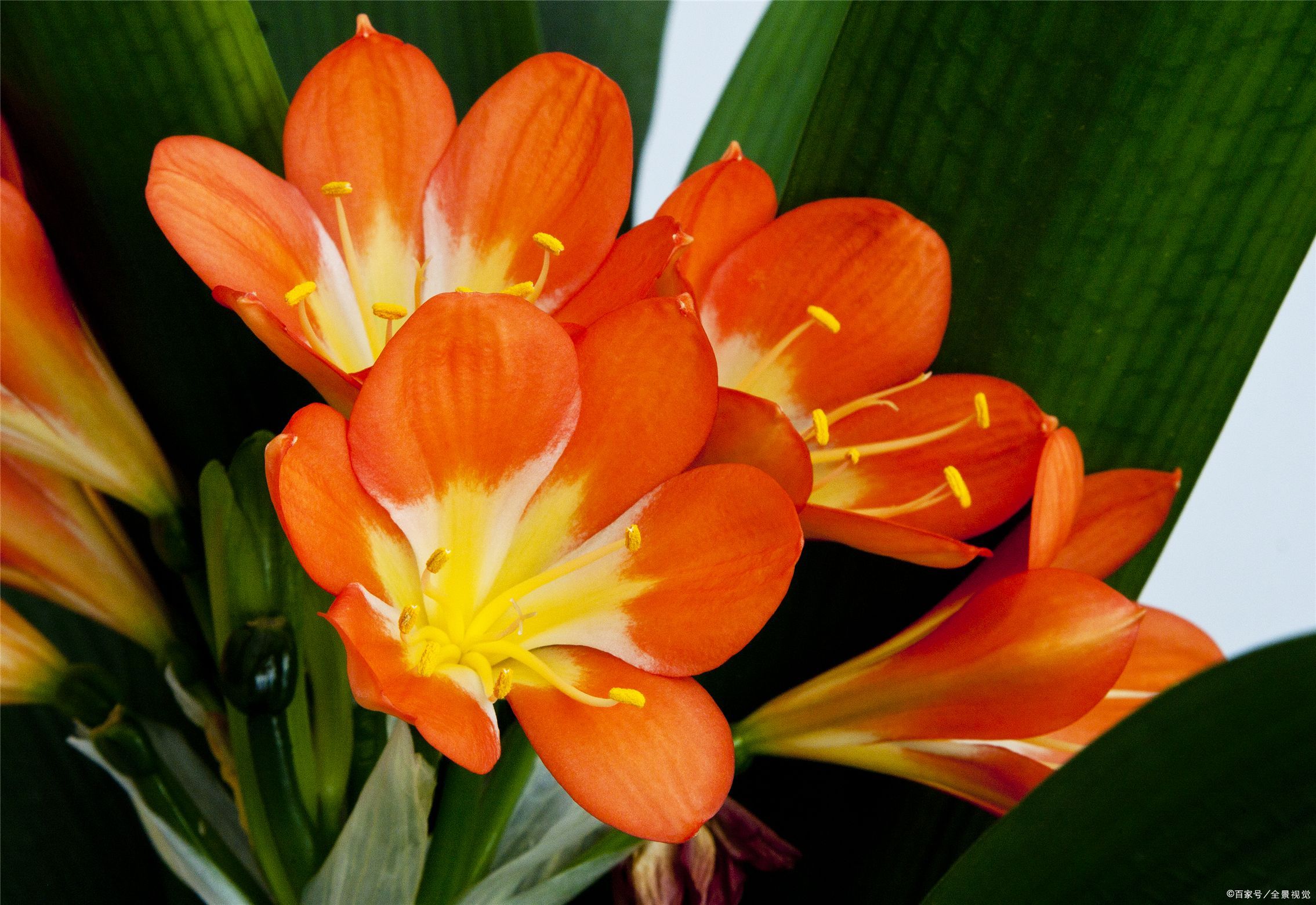 君子兰冬季多长时间浇一次水最好,冬季君子兰花的养护方法