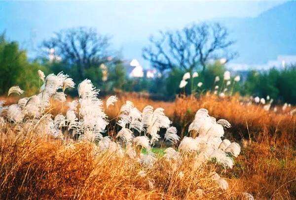 风说岁月,所谓时光不老