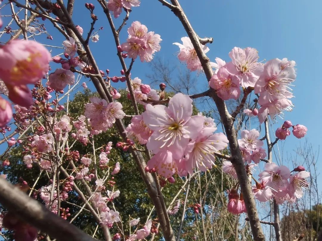 上海顾村公园樱花时间,2022上海顾村公园樱花开了吗