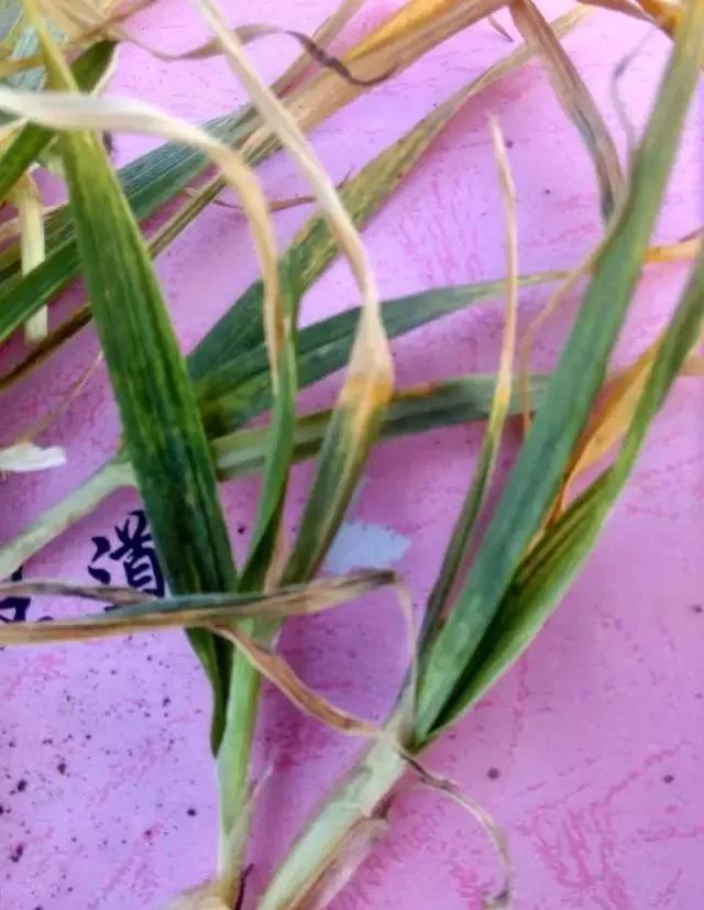 小麦缺肥发黄怎么办,小麦根发黄是什么病