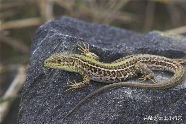 传闻中的陈芊芊守宫砂被发现,陈芊芊有守宫砂证明什么