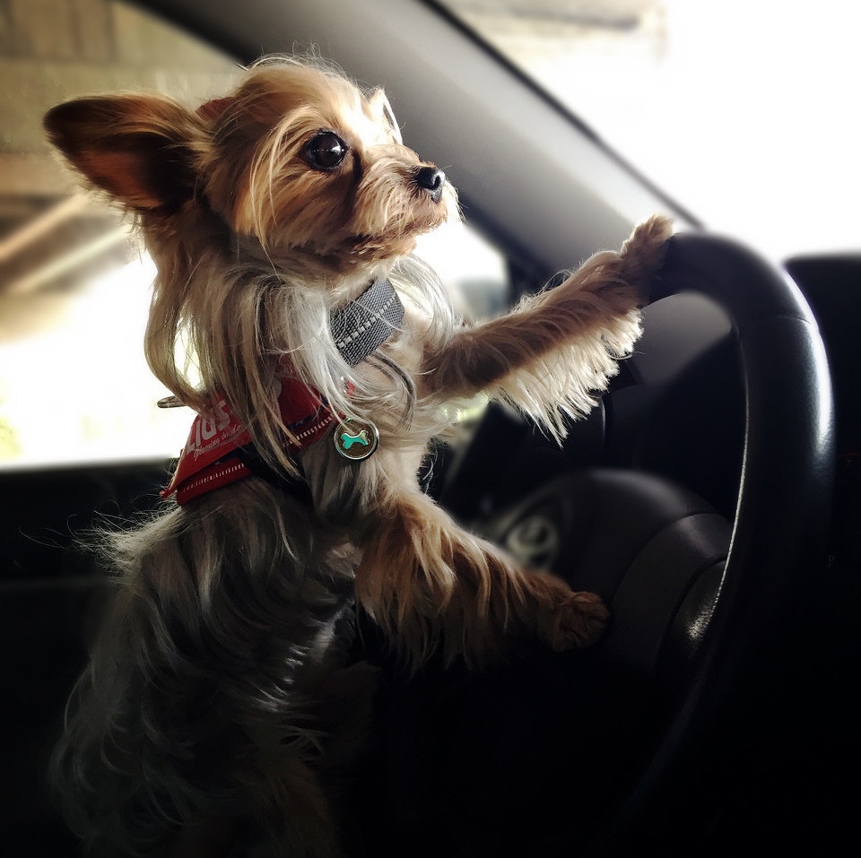 养狗新手与老手的区别,养狗为什么要养纯种犬