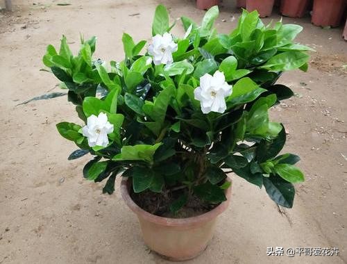 栀子花黄叶的原因及解决办法,栀子花叶片少叶子边缘发黄怎么办