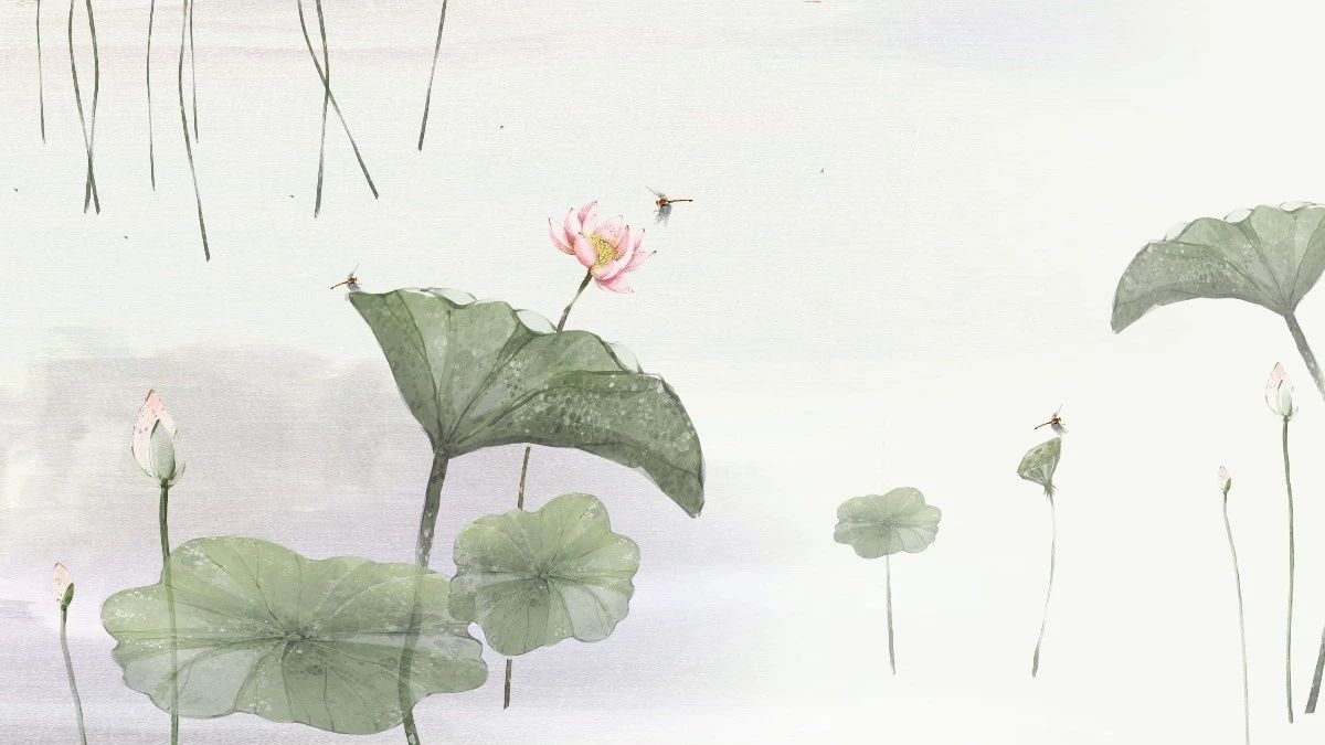 描写荷花的作文或诗句,关于写荷花的开头的优美句子