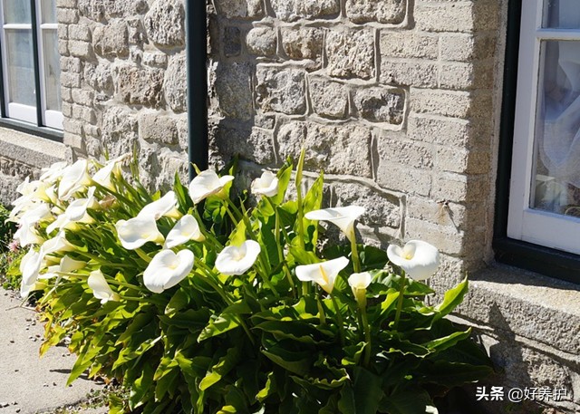 马蹄莲有毒吗对人体有害吗,养马蹄莲的禁忌