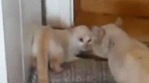 3个月的布偶猫怎么培养性格,怎么培养小猫有猫德