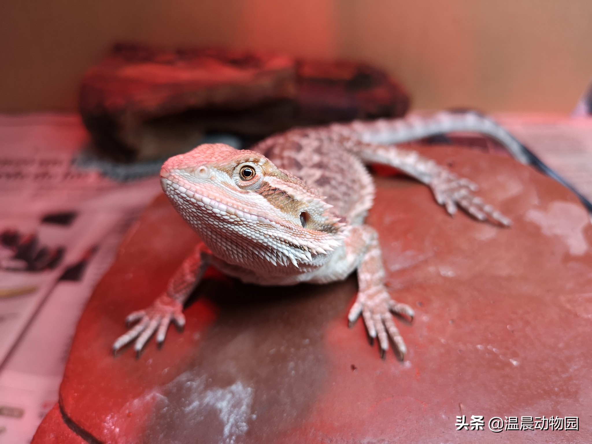 爬宠鬃狮蜥有多大,鬃狮蜥合法吗