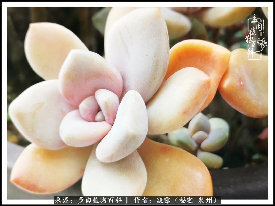 多肉日记严选,多肉日记大全100字