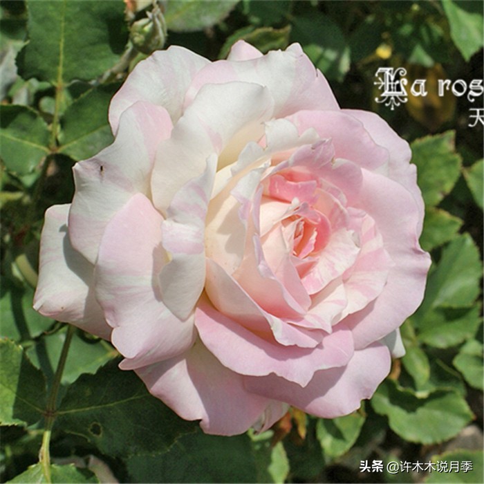 网购月季应该怎么种植?月季移栽后出现黄叶、枯萎是什么原因呢?