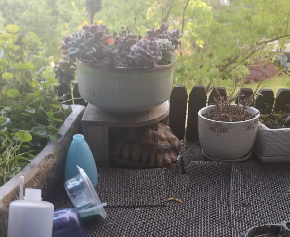 台州宠物龟被抓去哪里了,温岭宠物龟被抓