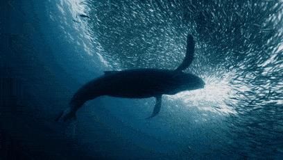 蓝鲸的心跳有多慢,蓝鲸的心跳可低至每分钟2次潜水