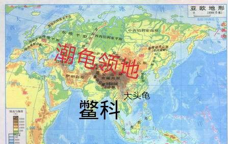 龟类分类大全图片,龟类的种类及图片大全