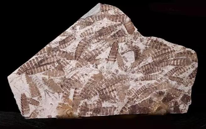 蜉蝣朝生暮死夏蝉不知春秋,蜉蝣朝生暮死而尽其乐出自哪里