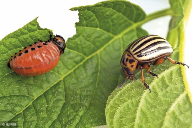 大棚蔬菜种植秋葵,黄秋葵大面积种植怎么育苗