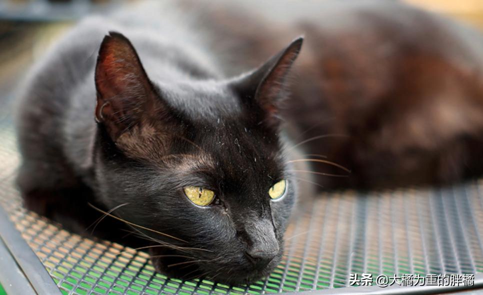 猫胡子摸不得,猫咪胡子长短不一可以剪吗