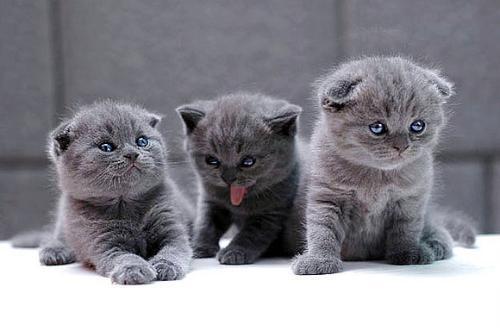 英短猫怎么饲养需要什么,向往优宠