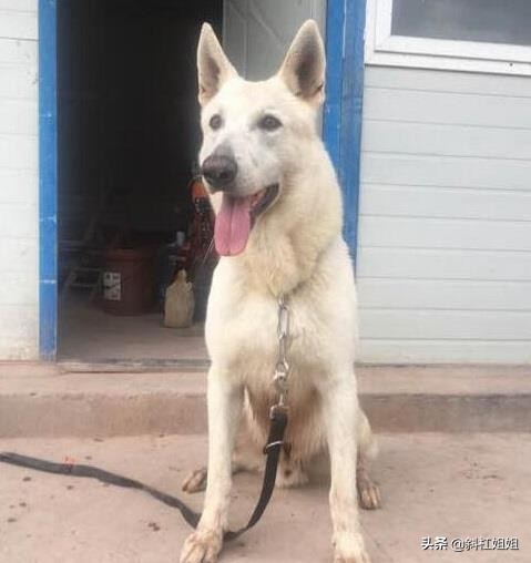 德牧和萨摩耶混血到底是什么品种,萨摩耶犬和德牧的白色崽图片