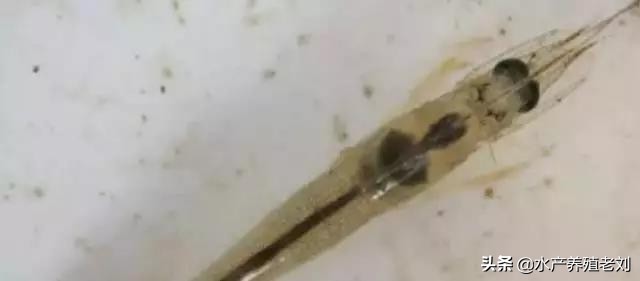 干货，还在花钱学习白对虾养殖方法么？你要的课程这里都有