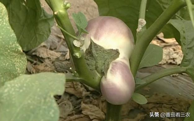 茄子僵果和畸形果是怎么造成的,茄子裂果是怎么回事该如何防治