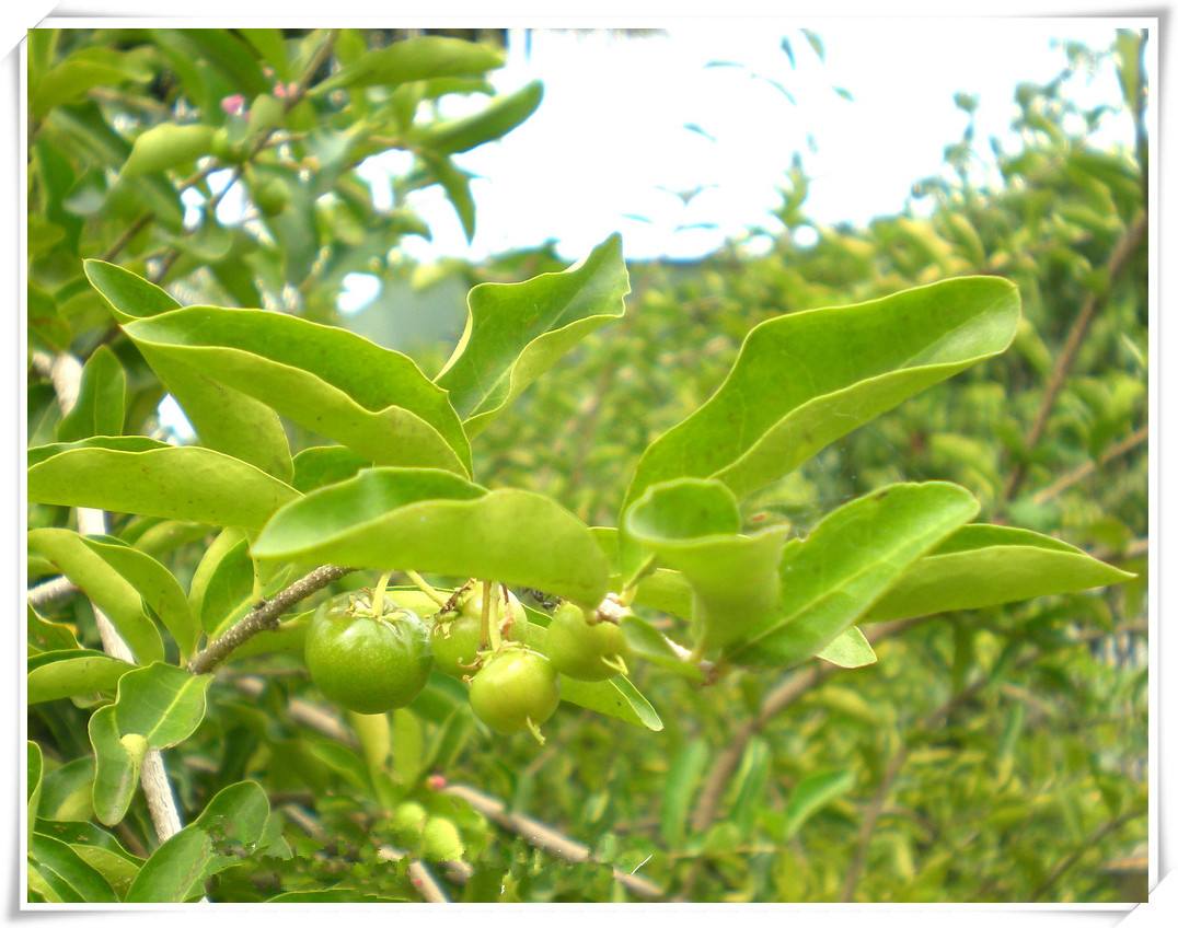 猕猴桃里的维生素c含量高吗,猕猴桃含有维生素c含量高的水果