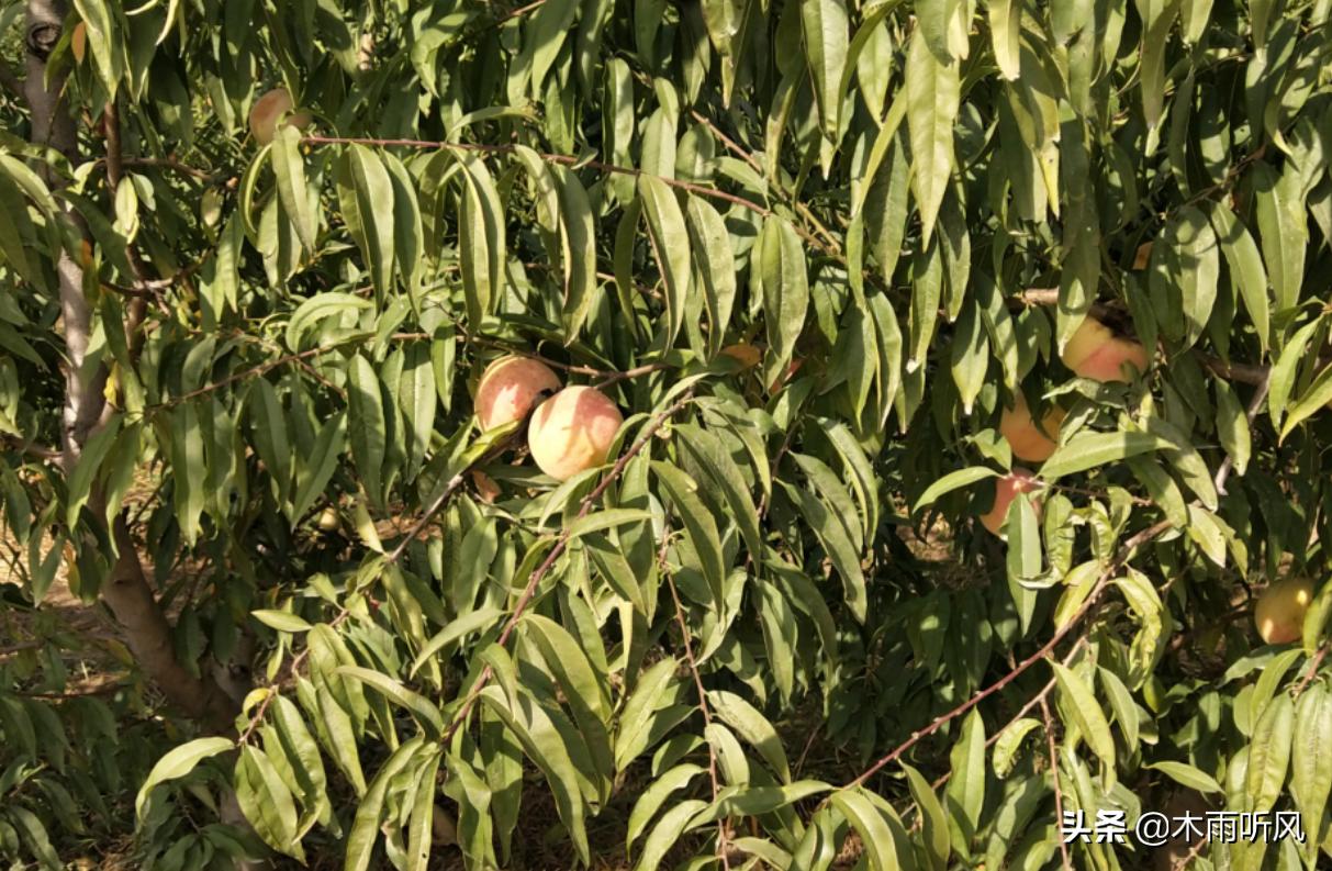 种植桃如何增产,桃树产量低怎么办