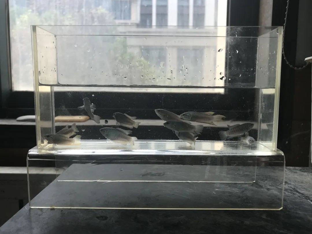 什么鱼生命力最强最好养,哪种鱼生命力最强比较好养