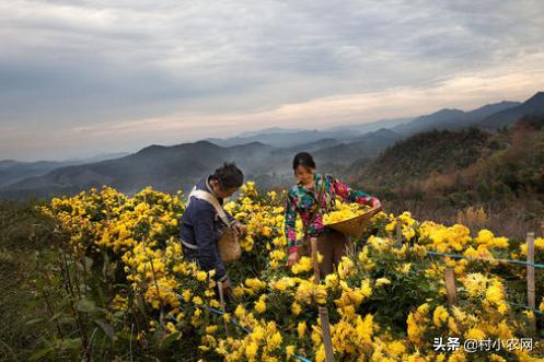 农村开山种什么最赚钱,农村种植什么最赚钱年入十几万