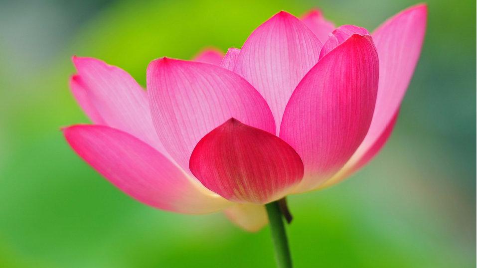 五行山六句真言,孙悟空在五行山的六字真言