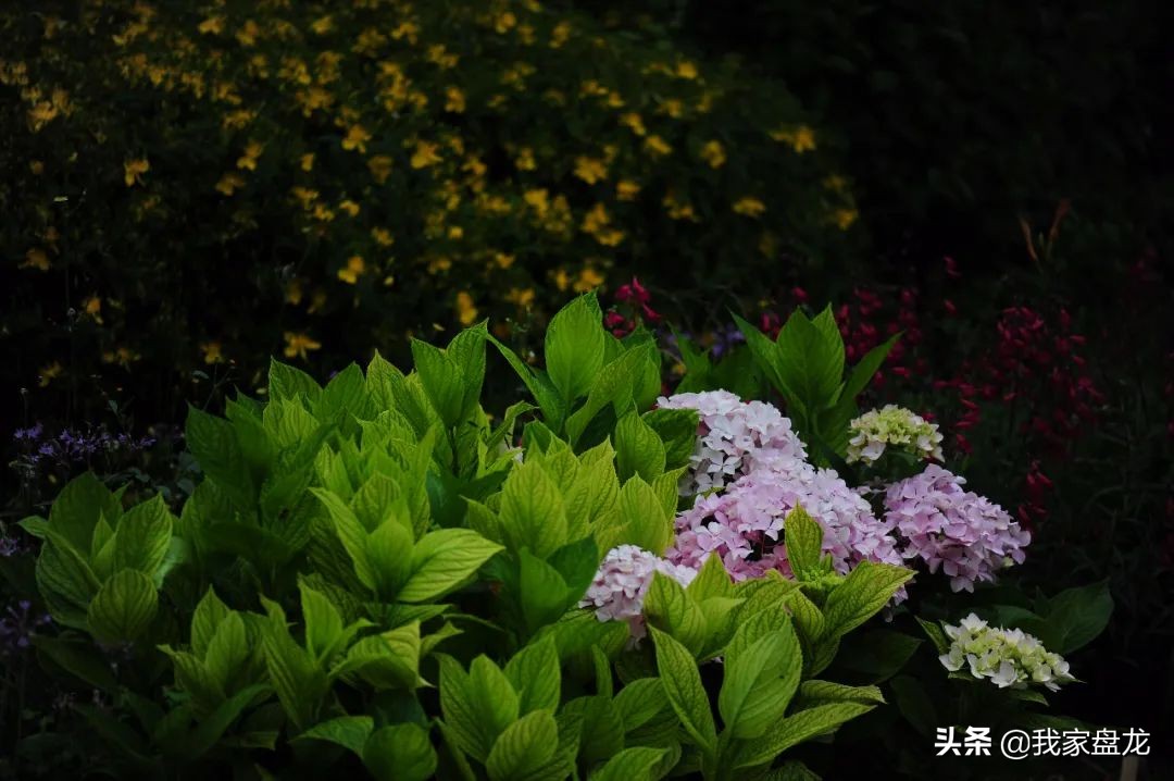 教你们一些特别实用的栽花小技巧,栽花有没有什么方法让它活得更好