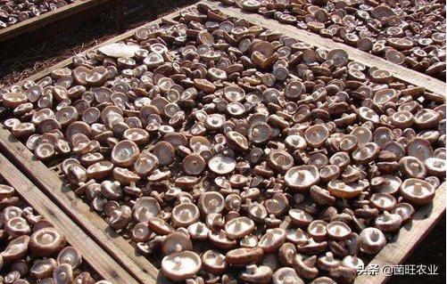 家庭没有烘干机香菇怎么烘干,香菇烘干机的操作