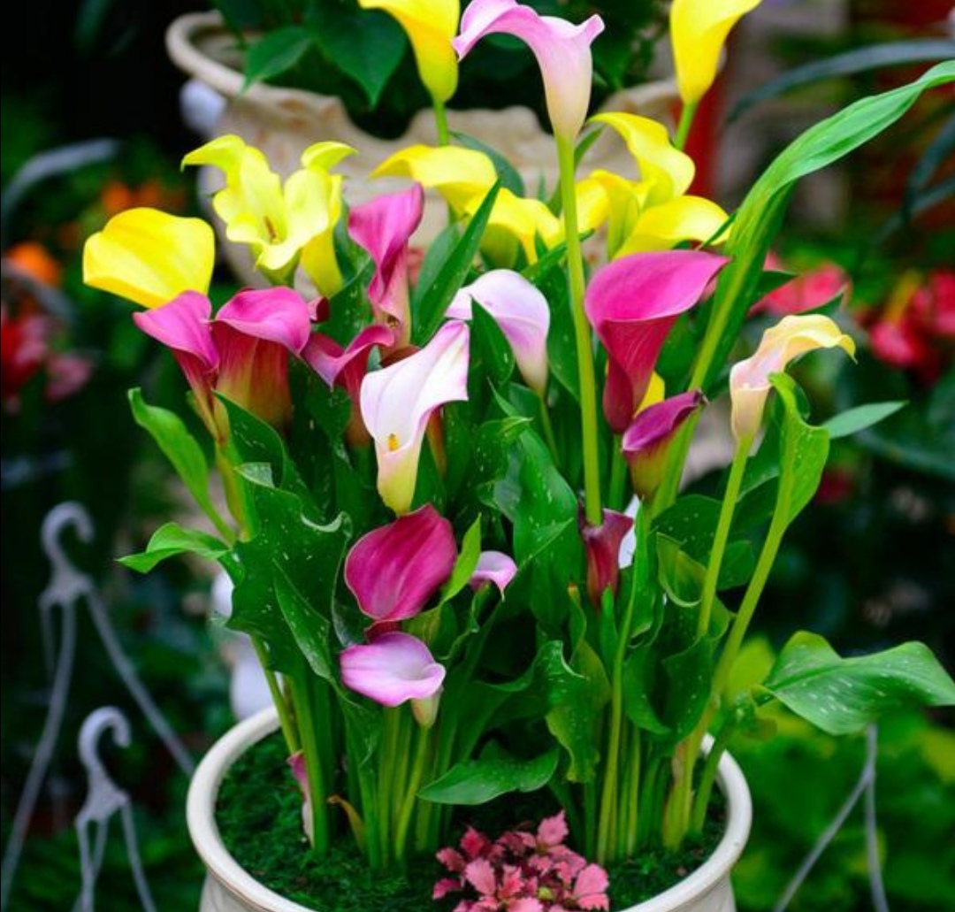 马蹄莲开花颜色发绿的原因,马蹄莲的养护方法快速开花