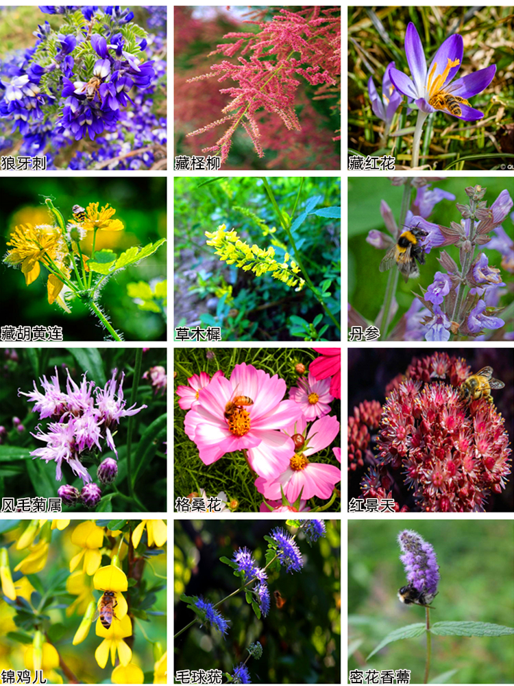 90后养蜂创业小伙子,年轻小伙深山养蜂创业