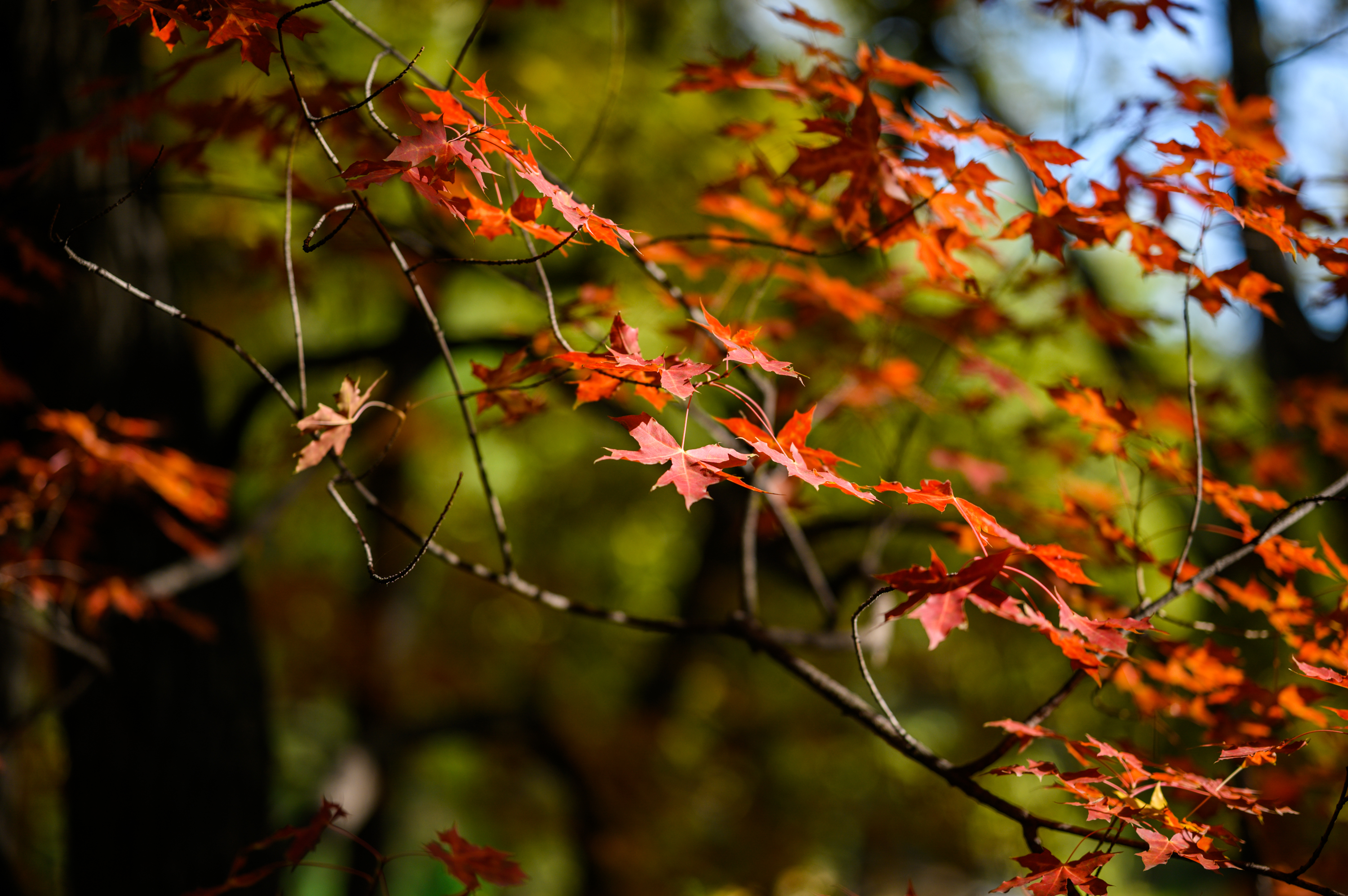 尼康z351.8s评测,尼康z501.8s镜头优缺点