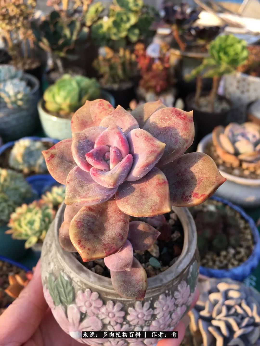 入坑多肉无法自拔,沉迷多肉无法自拔