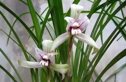 中国各市的市花,全国56个城市市花一览