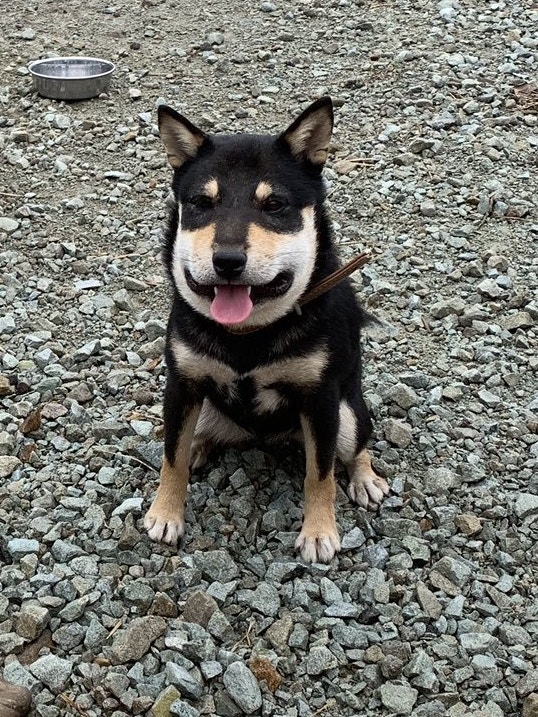 狗狗被蜜蜂蛰了怎么消肿止痒最快,狗狗的脸被蜜蜂蛰了怎么办