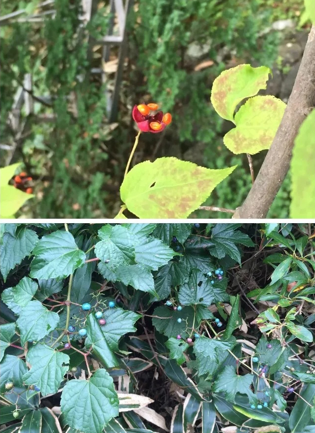 韩国济州岛自由行旅行团,济州岛韩国自由行包车