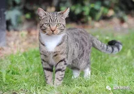 喵星人的背后是什么,盘点喵星人冬天也怕冷