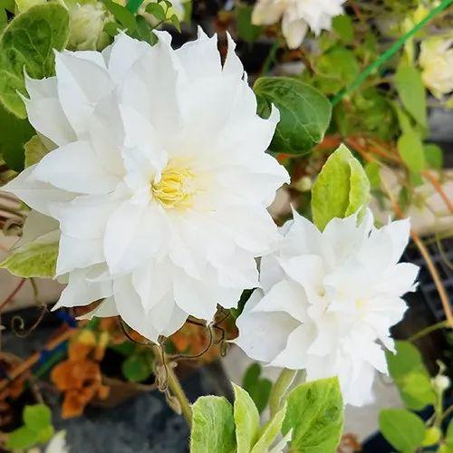 一棵就能爬满墙?这波操作服了