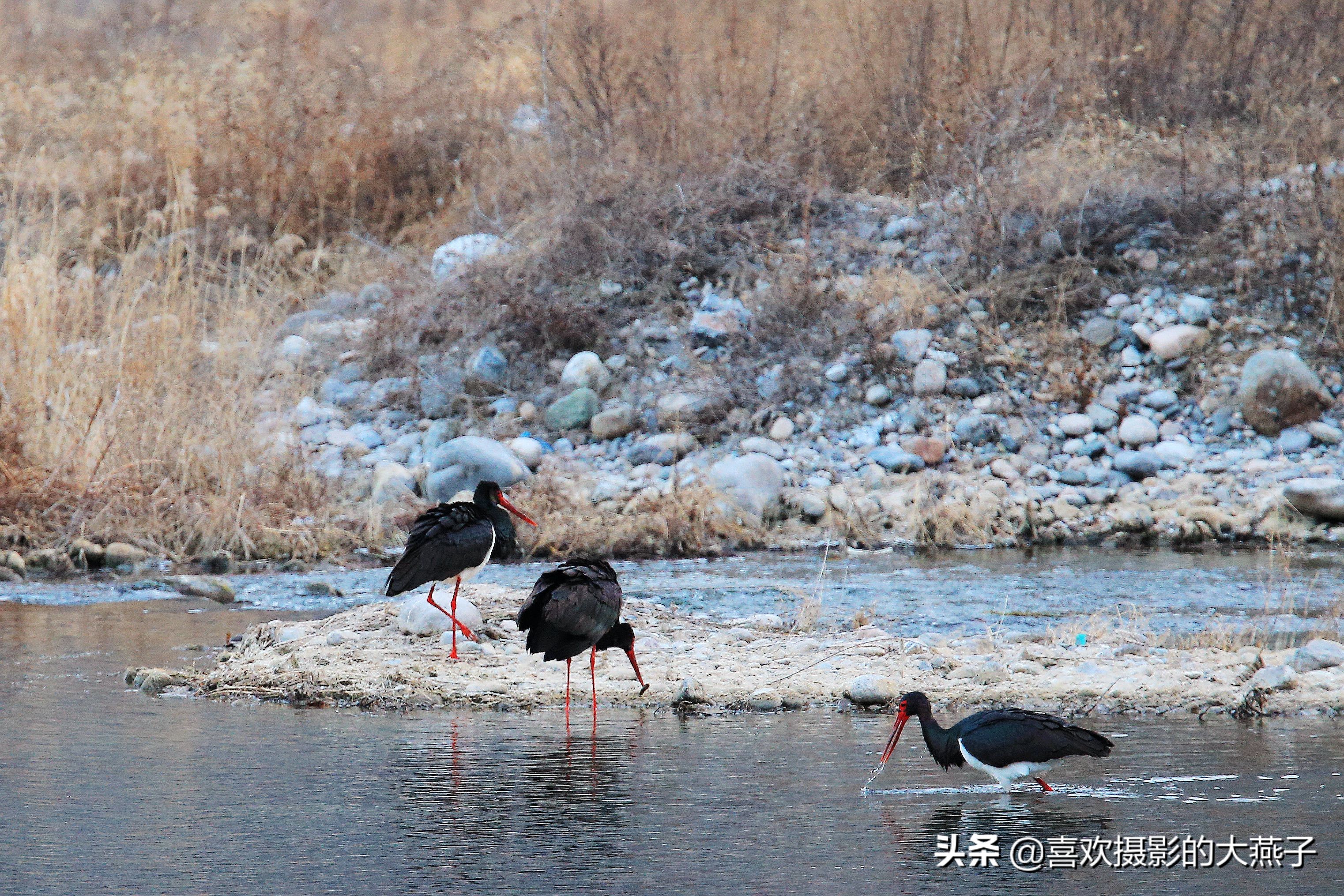 閲庣敓榛戦钩,榛戦钩椋炵繑鍥剧墖